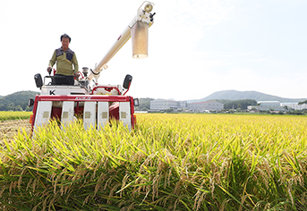 쌀 과잉 생산, 농가 소득 불안정 끝낸다: ‘수급조절용 벼’ 사업, 지속 가능한 해법 제시